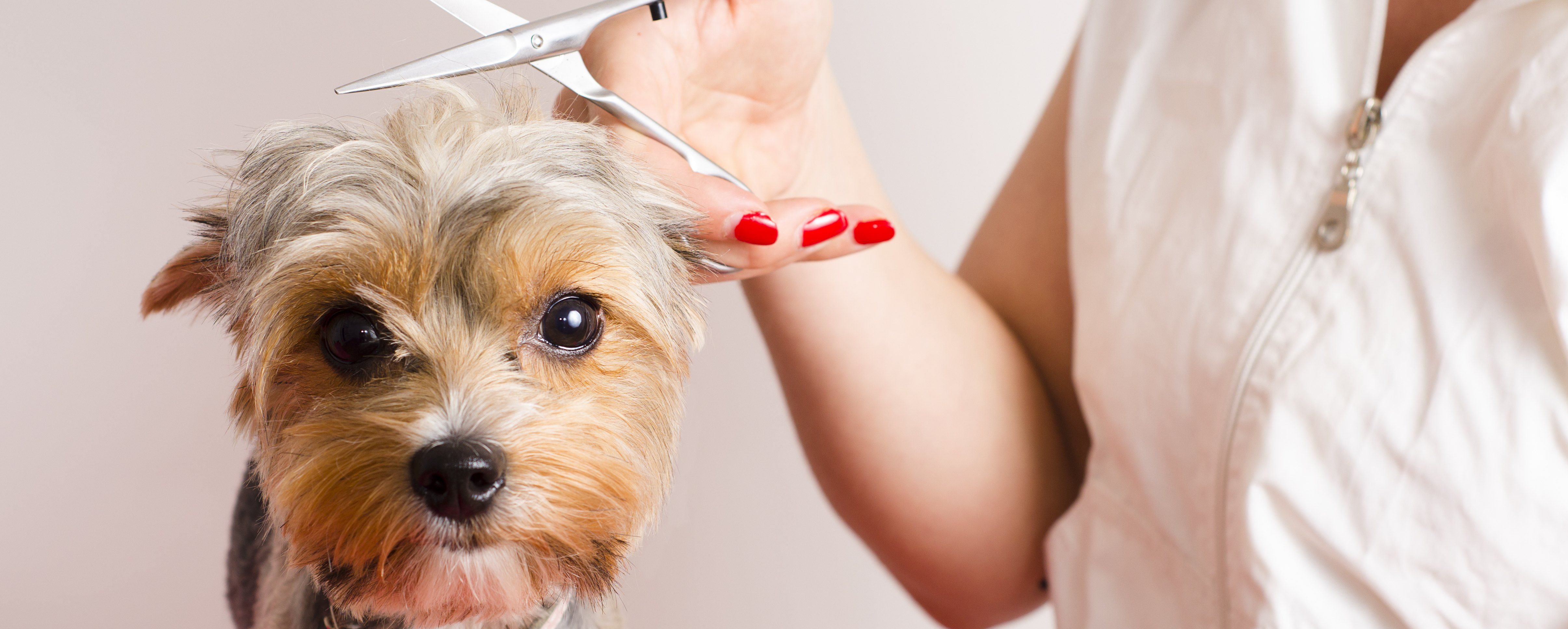 Maquinas de cortar el pelo de perros